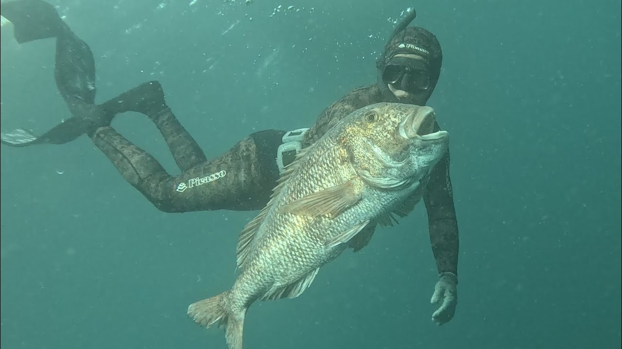 Pargo semea com 8.3kgs
