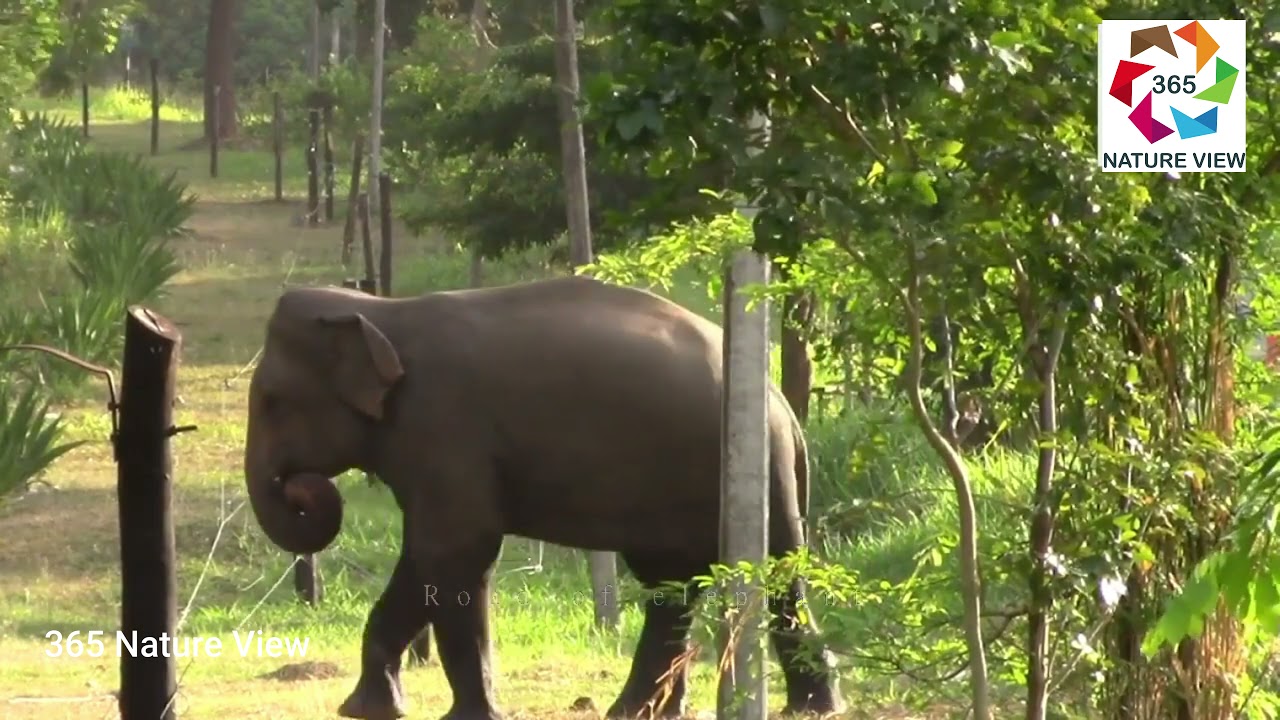 Elephants Cross The Road at Galgamuwa