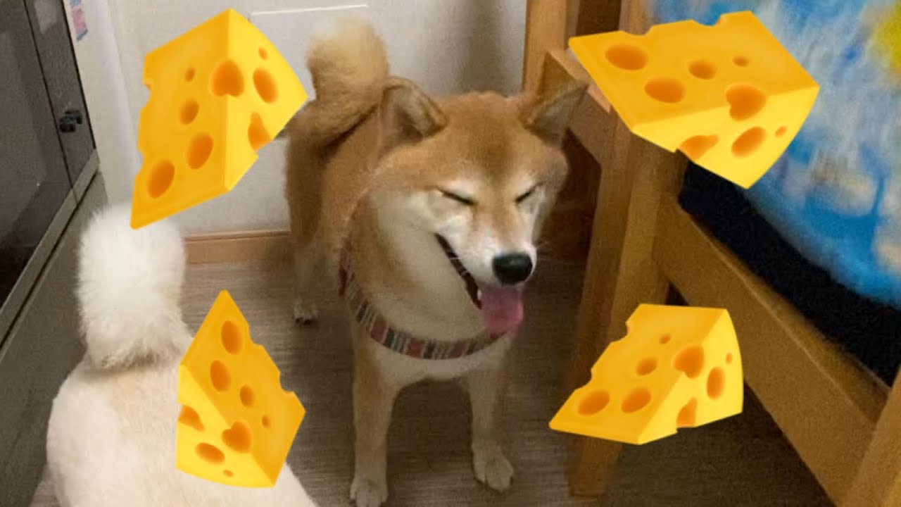 Prank Shiba Dog &ldquo;Where is my Cheese???&rdquo;