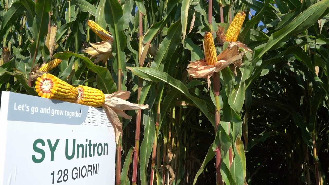 Presentazione mais Syngenta - Pignatelli Day 2025