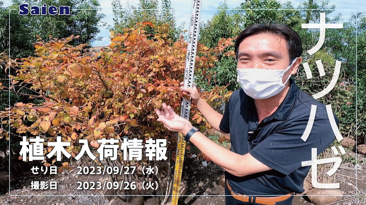 【Saien】植木入荷情報（2023/09/26 11:00頃）【ナツハゼ・赤松】