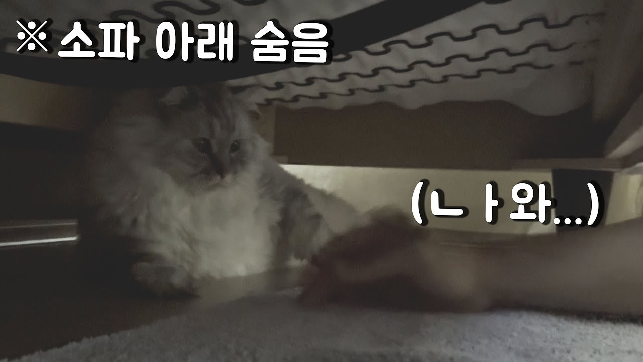 미용실 안 갈래 ㅠㅠ 고양이 브이로그