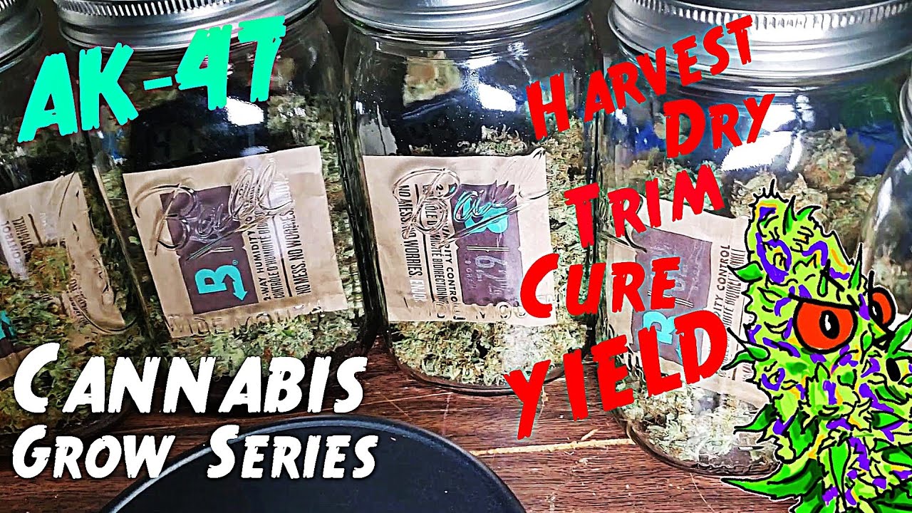 Cannabis Grow Series Ep.19 | How to Grow AK-47: Full Harvest, Dry, Trim, Cure, & Yield!