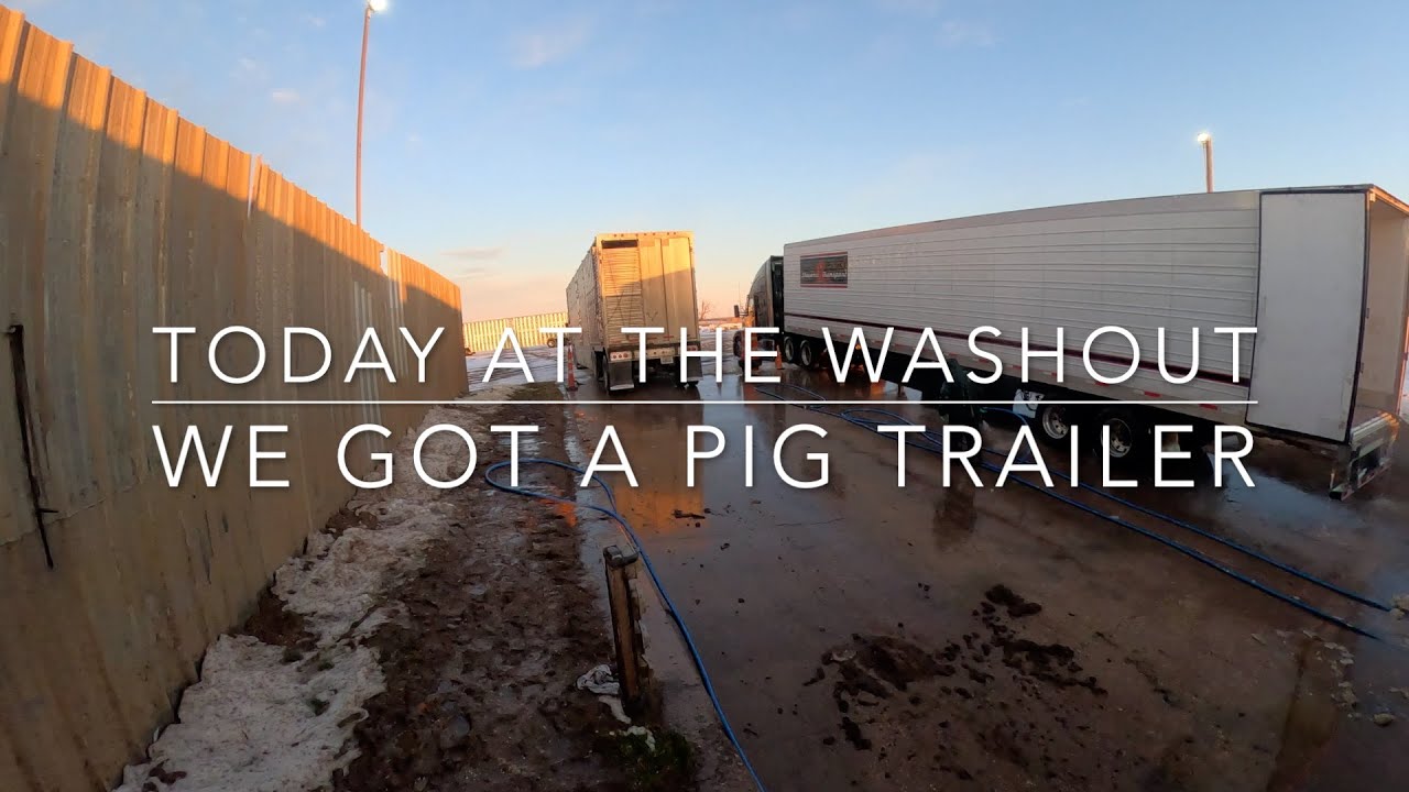Pig wagon rollin in! (Cattle Washout Ep. 14)