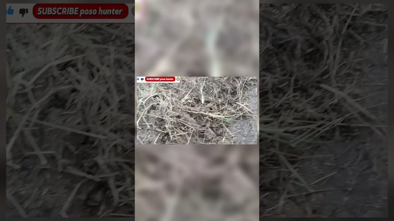 berburu sintar sawah #subscribe  #berburu sintar #huntingsintar