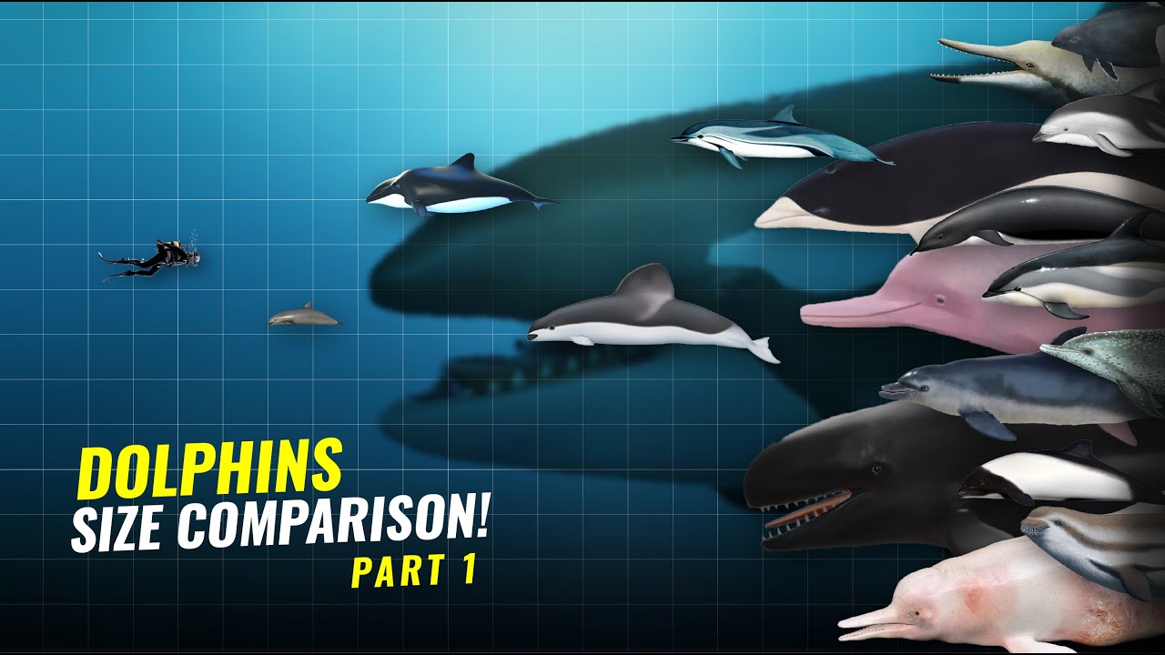 Dolphin Size Comparison: From Modern Species to Extinct Prehistoric Giants PART 1