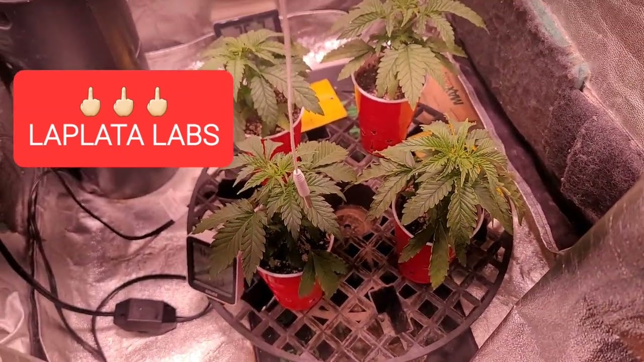 BULLSHIT GENETICS LA PLATA LAB 👎🏼👎🏼👎🏼👎🏼👎🏼