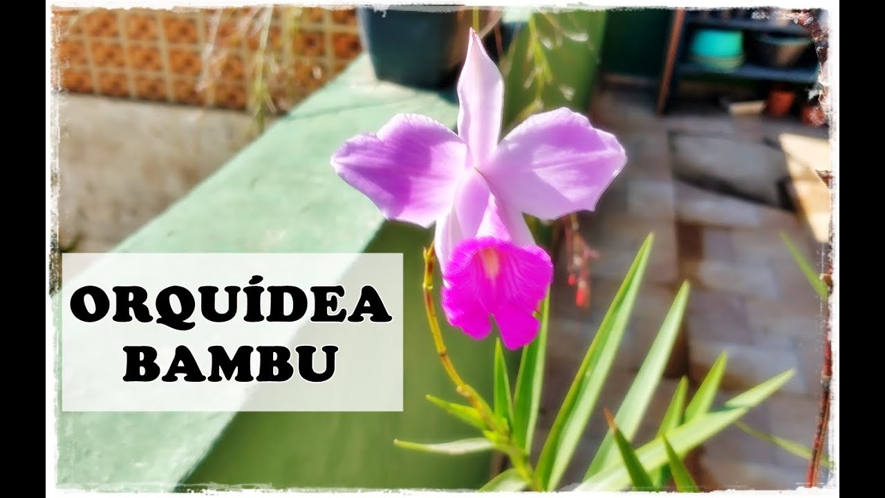ORQUÍDEA-BAMBU: Como CUIDAR  e CULTIVAR desta linda orquídea terrestre