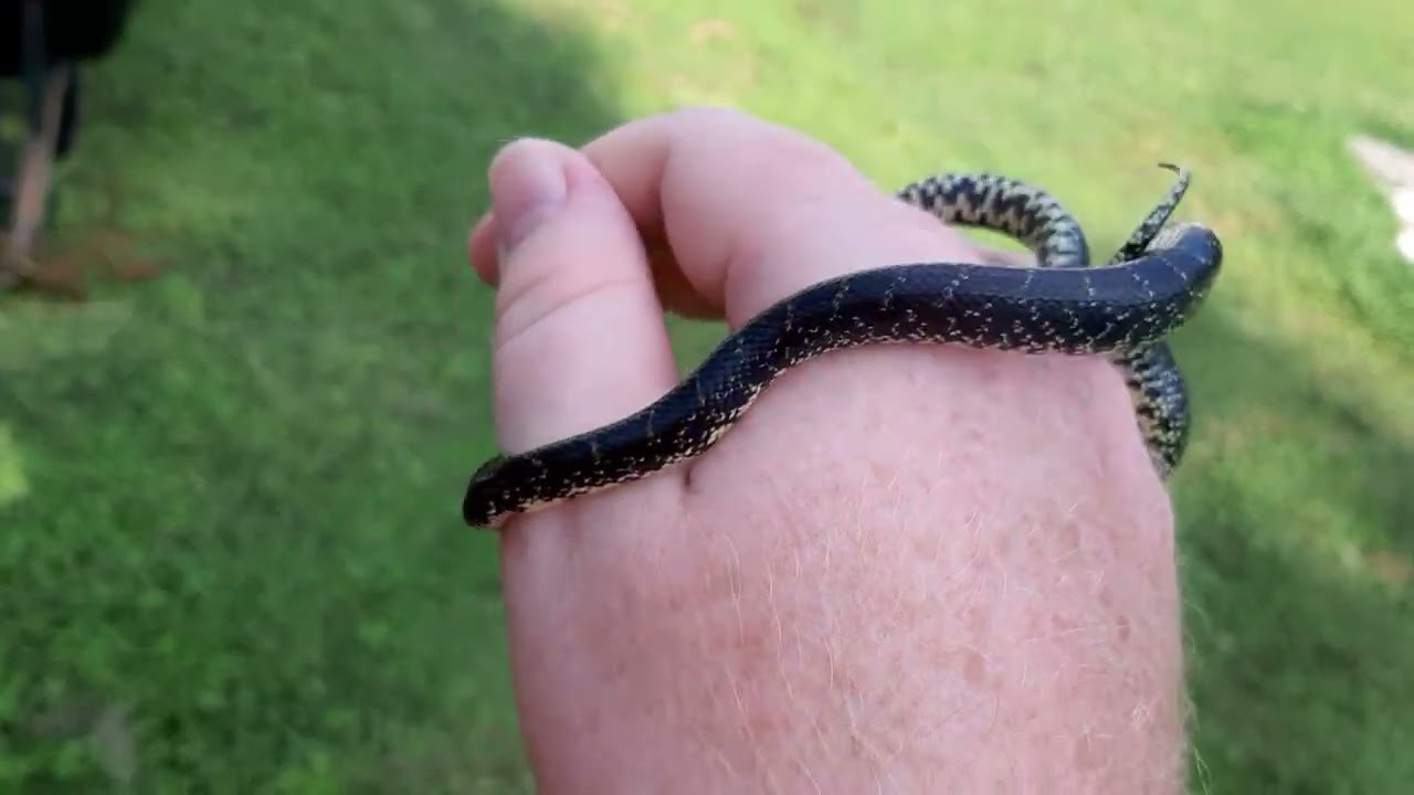 Visitor from last summer 