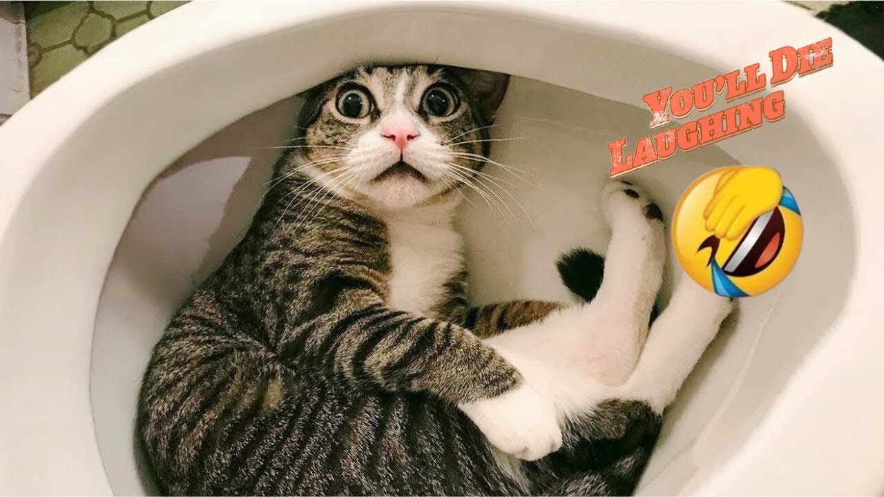 Must Watch Before Deleted 😂🔥 | Viral Funniest Pets of the Year!