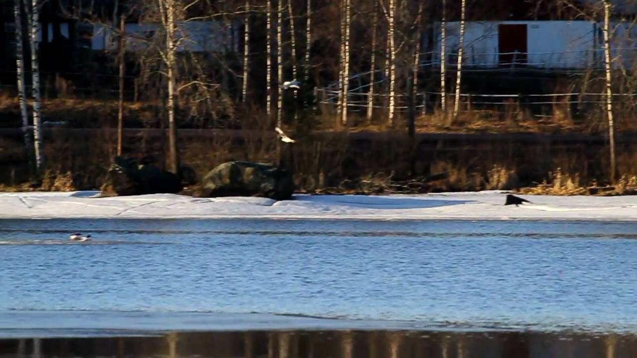 Fiskgjuse Fr&auml;mbyviken Falun 2010-04-16