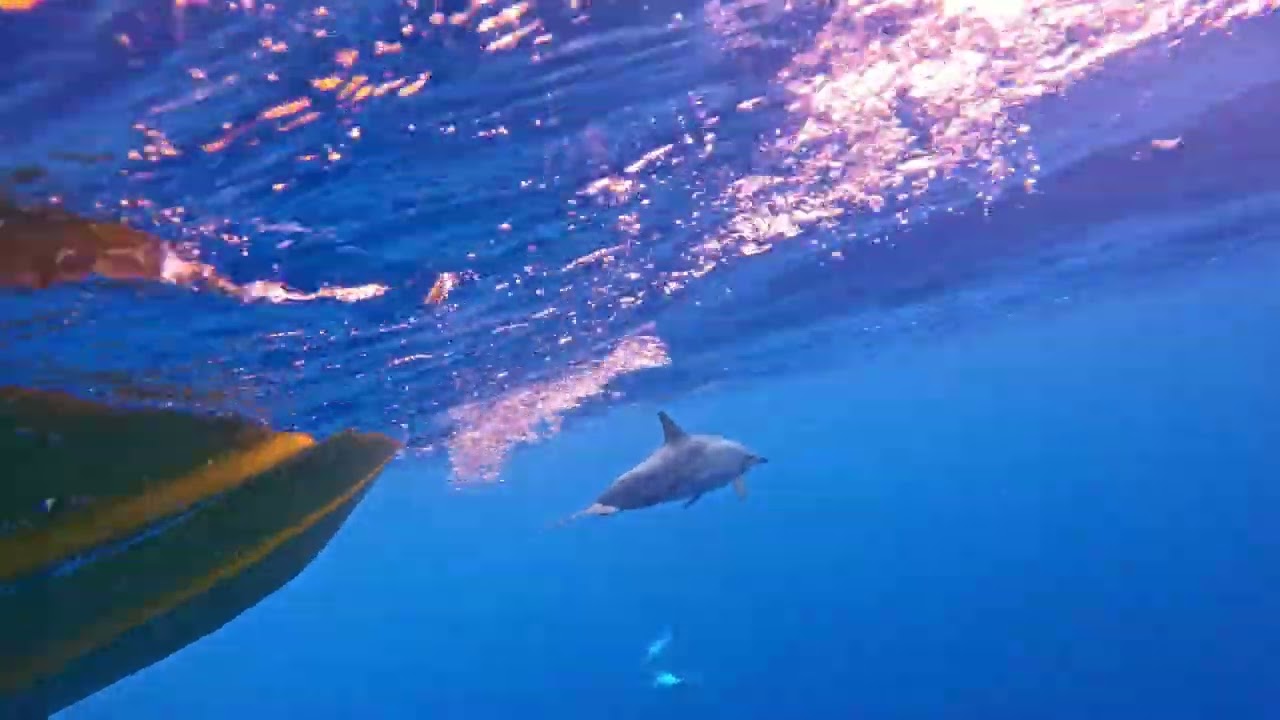 Niue Swimming with Dolphins