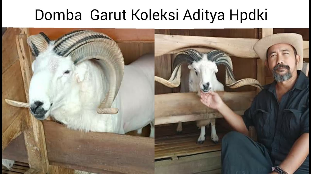 Domba Garut Koleksi Aditya Hpdki