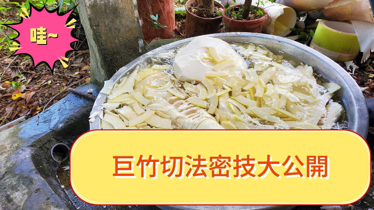 【阿宏老爹】你不可不知的  巨竹切筍密技大公開/竹筍/bamboo shoots
