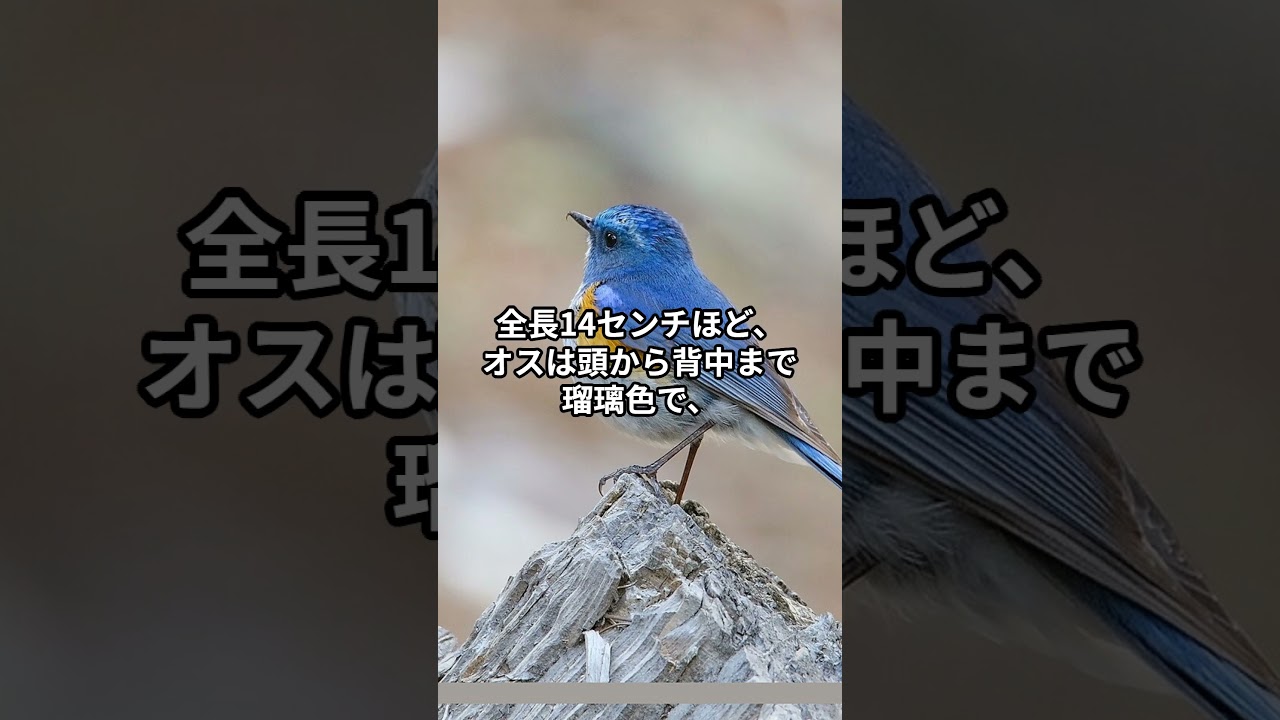 森の宝石！日本を代表する青い鳥&ldquo;瑠璃三鳥&rdquo;