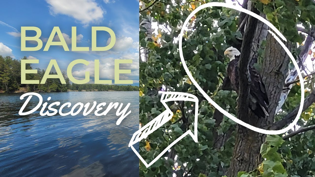 Bald Eagles are Thriving in Southern Ontario & I Found One!