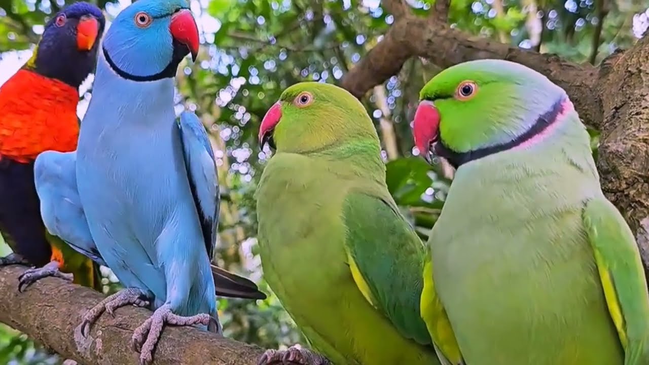  Funny Talking Parrot video Compilation 