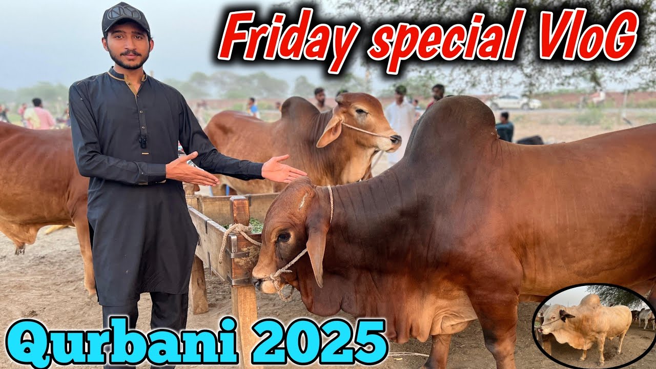 Special Friday Mandi Vlog || finally Faisalabad Mandi lag gayi || pardesi Mandi