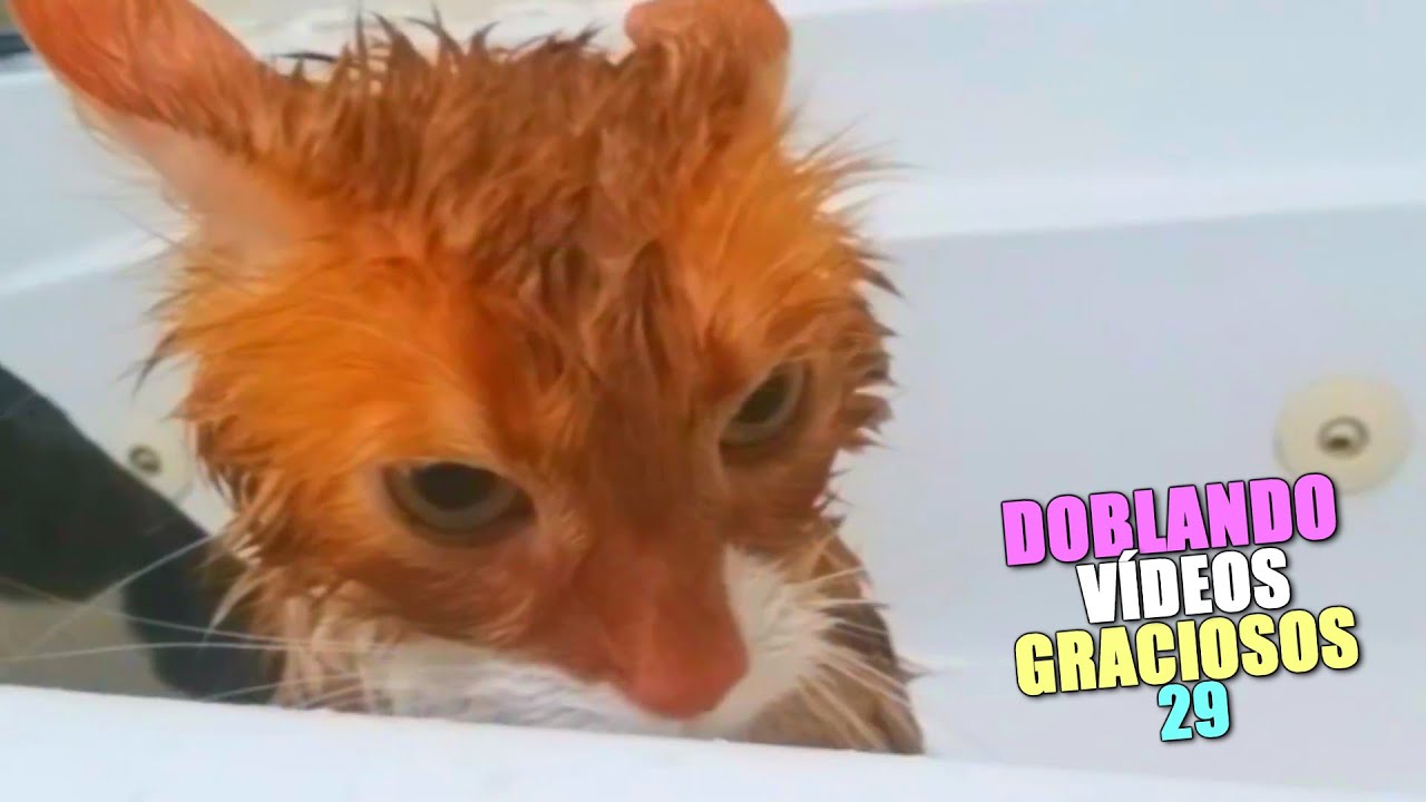 DOBLANDO V&Iacute;DEOS GRACIOSOS 29