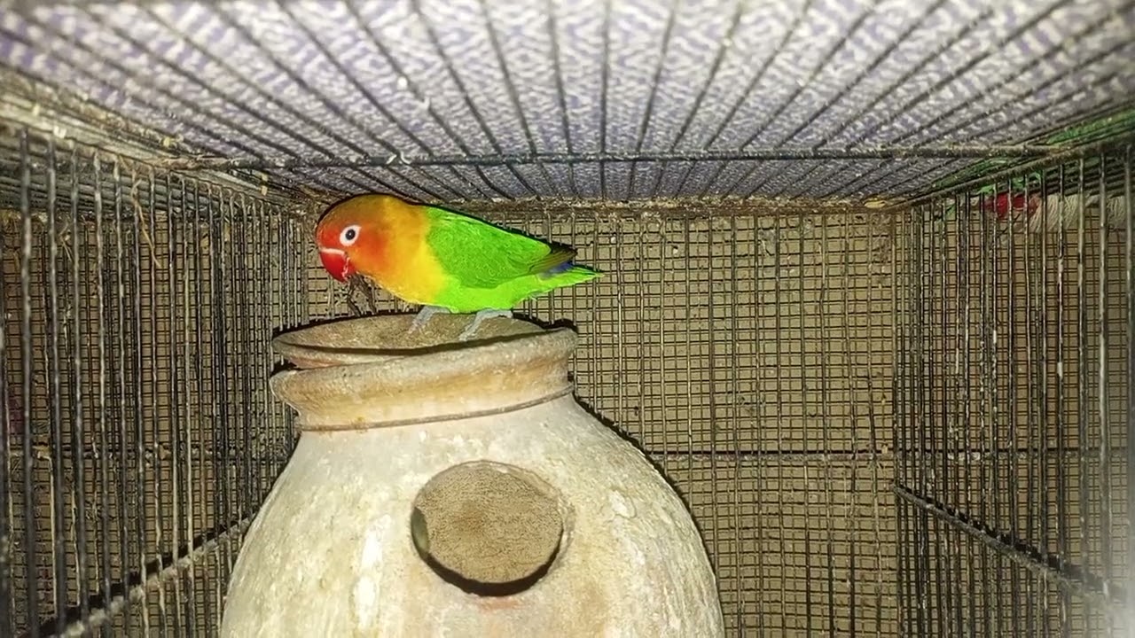 Love bird pair ready to 4rth breed 