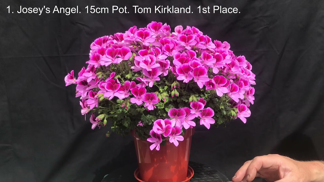 The Pelargonium & Geranium Society Virtual Show June 2021