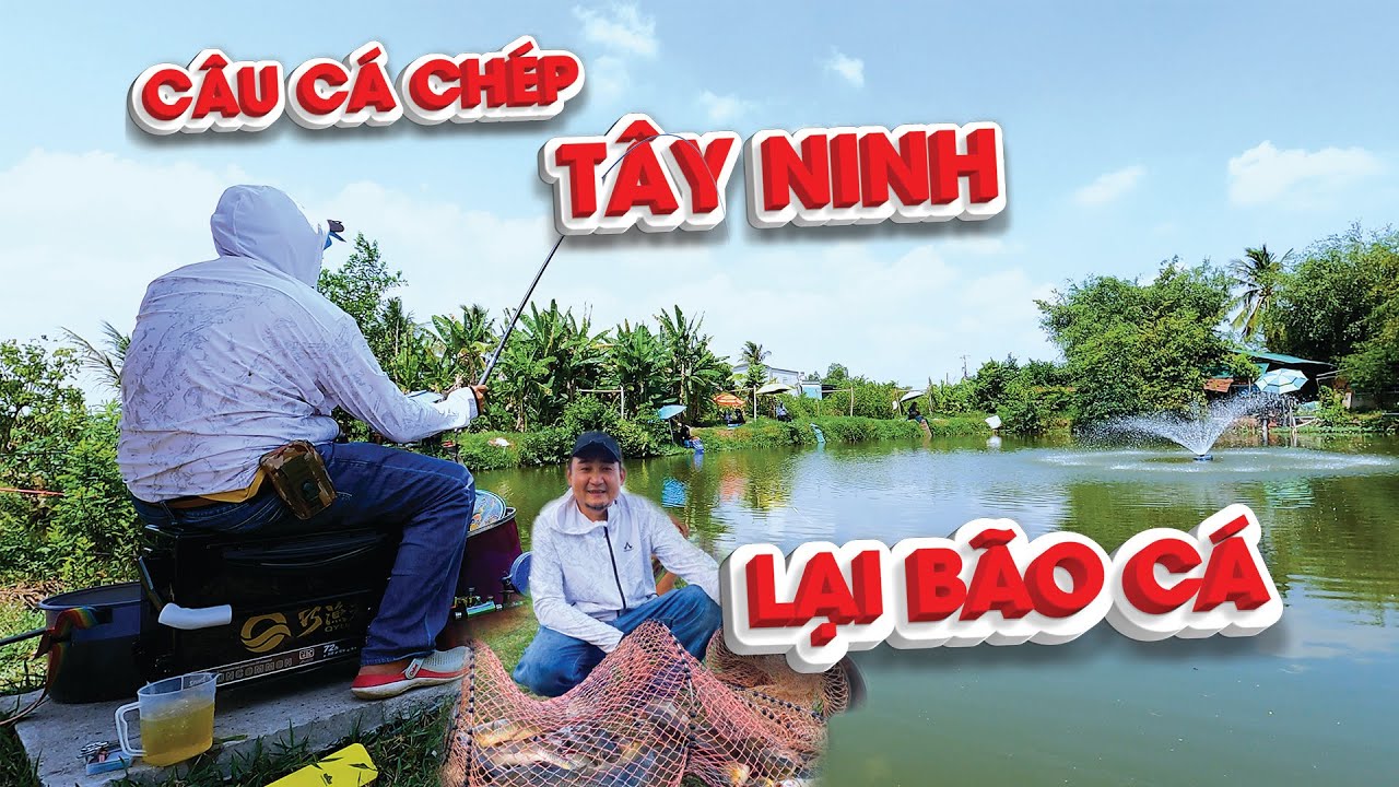 Câu Cá Chép Tây Ninh - Cá Toàn Uống Bò Cụng | Kỹ Thuật Câu Đài