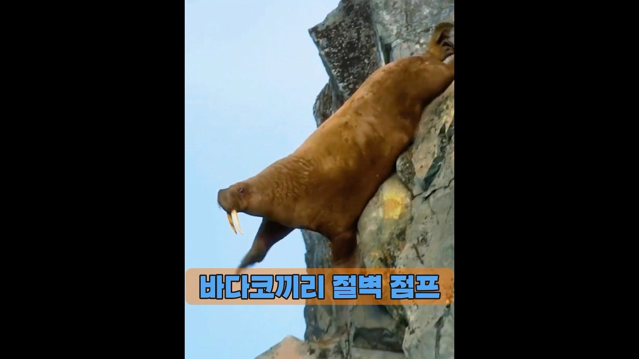 바다코끼리들은 왜 집단으로 절벽에서 뛰어내려 자살했을까요? #animals #동물
