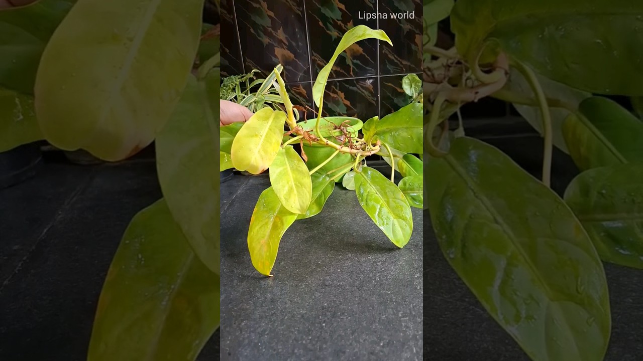 Simple way of growing Philodendron plant in water 