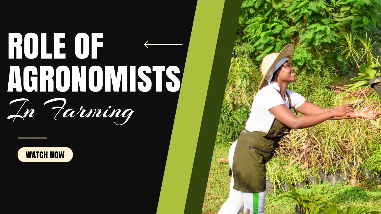 Zimbabwe's Agronomy Expert, Sbi Sibanda, Sheds Light on Farming Best Practices