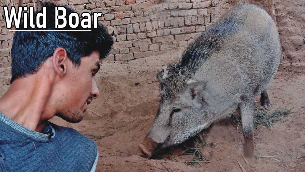 Wild Boar |Jungli Suar | Pig | Wild Animal Documentary |