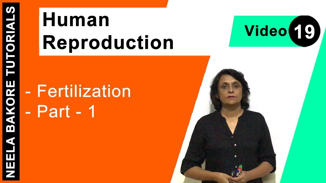 Human Reproduction | NEET | Fertilization - Part 1 | Neela Bakore Tutorials