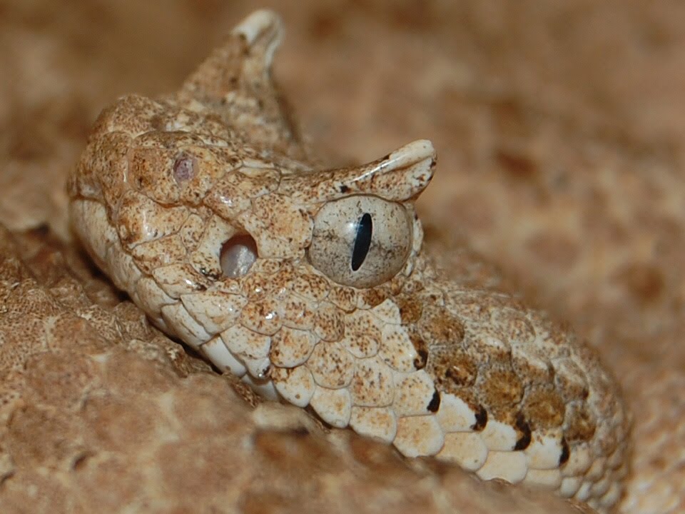 Sidewinder - Crotalus cerastes