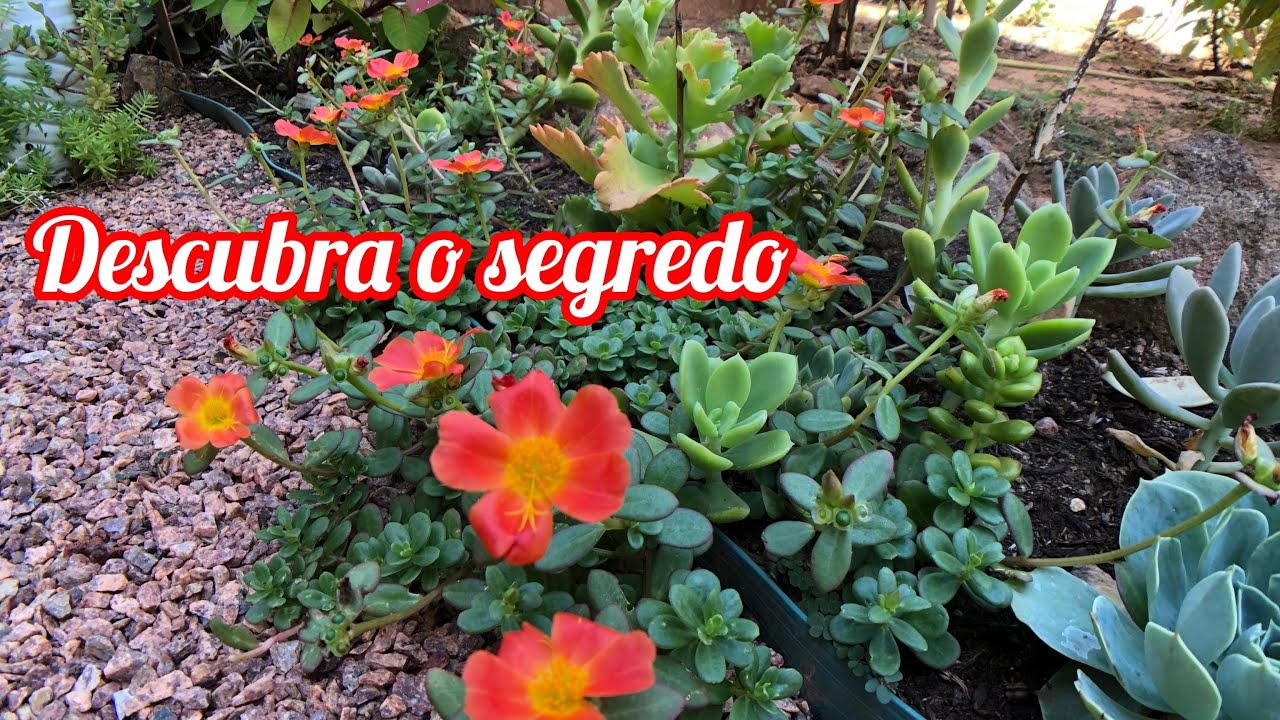 A MELHOR ESTRAT&Eacute;GIA para plantar ONZE HORAS
