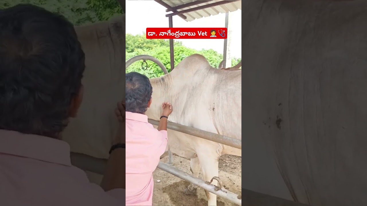 Injection technique #intramuscularinjection #cow #injectiontechnique#veterinary