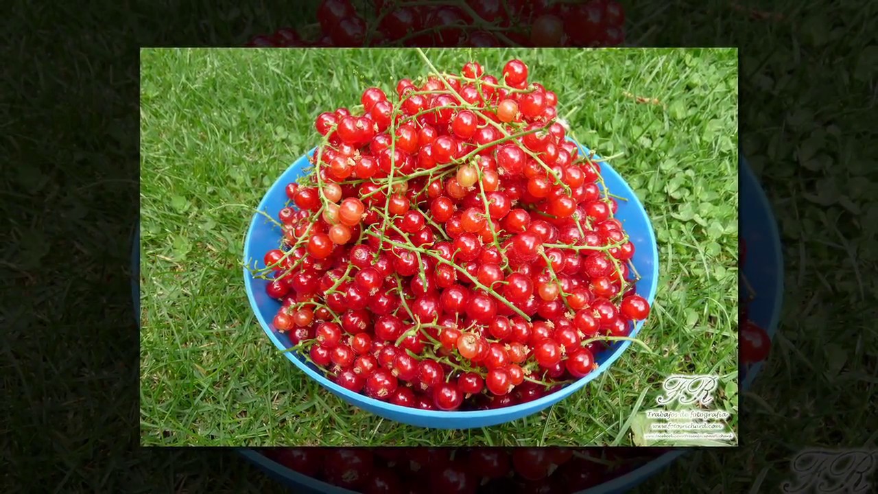 Recetas y Fotos: Como hacer mermelada de grosella casera