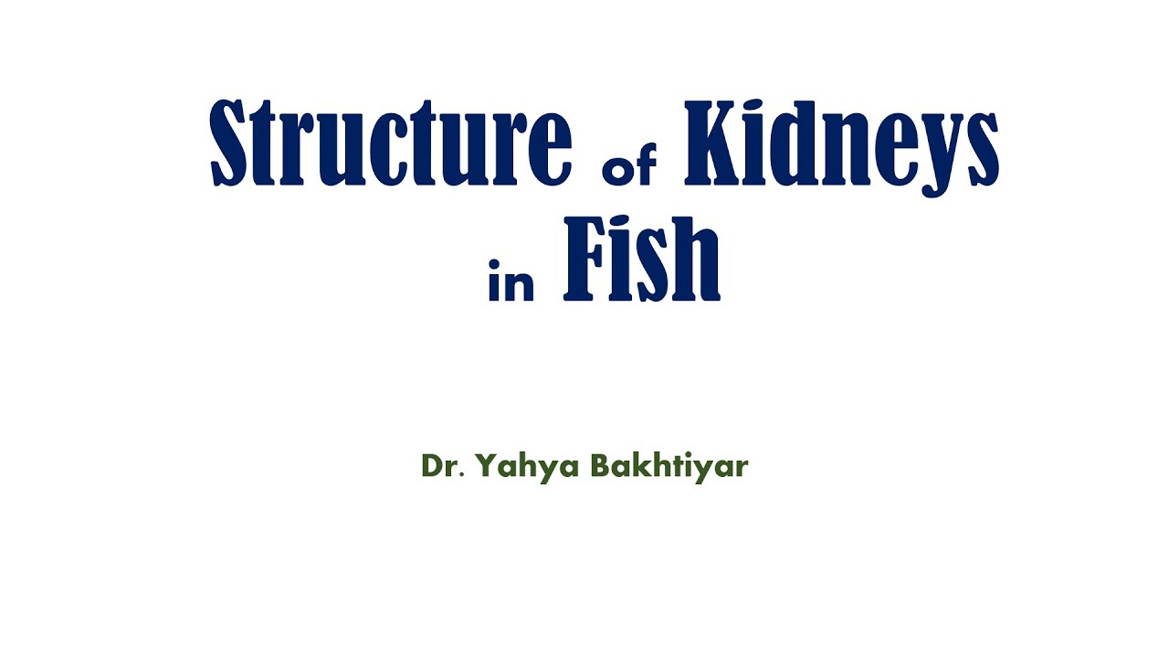 28 Structure of Kidneys in fish; Excretion and osmoregulation in fish.