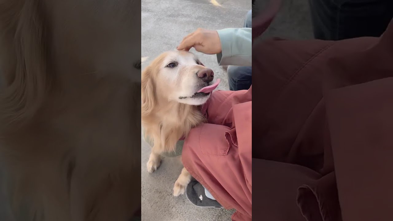 ケンケンといっぱい遊んで大喜びのルシェル🐶【TikTok生配信】ゴールデンレトリバー🐕2026/1/17