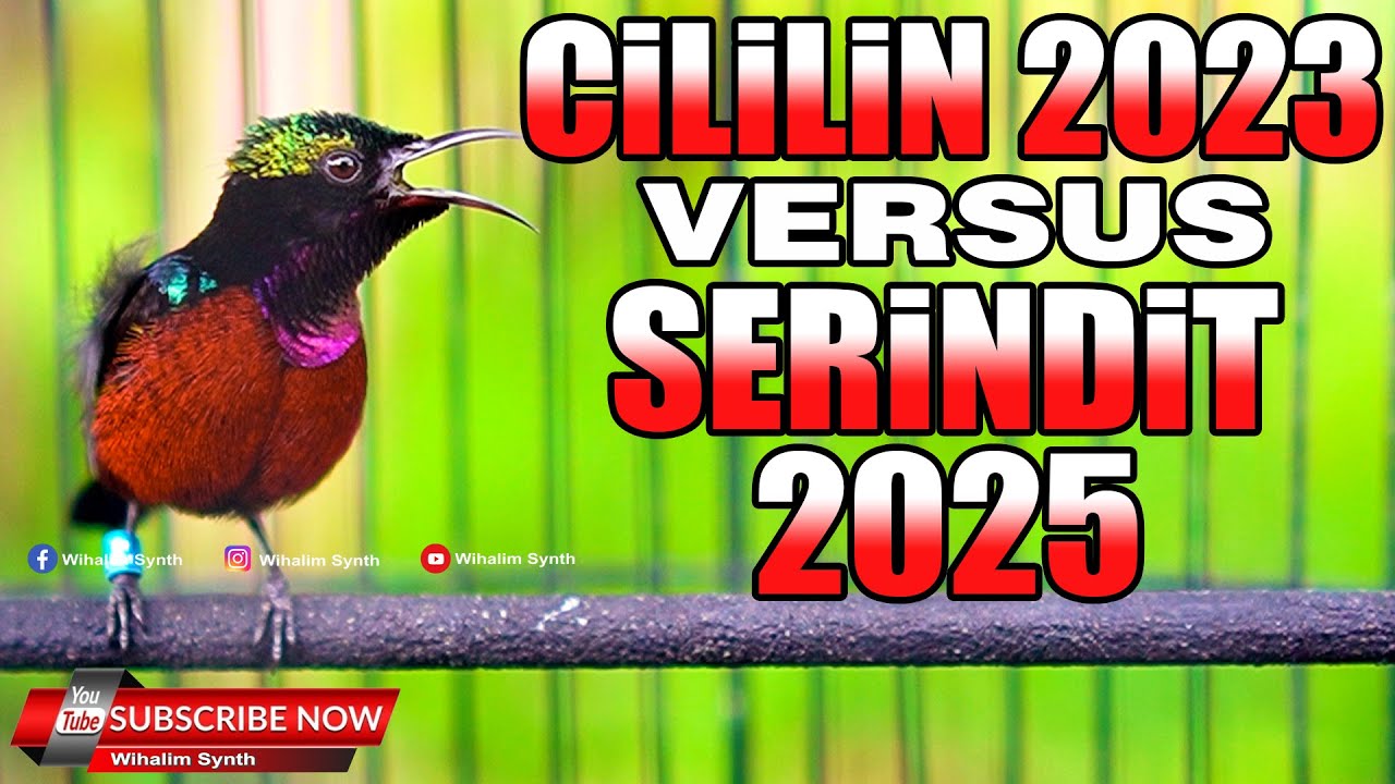TOP BANGET !! MASTERAN KONIN GACOR FULL ISIAN CILILIN VERSUS SERINDIT COCOK UNTUK MASTERAN PANCINGAN