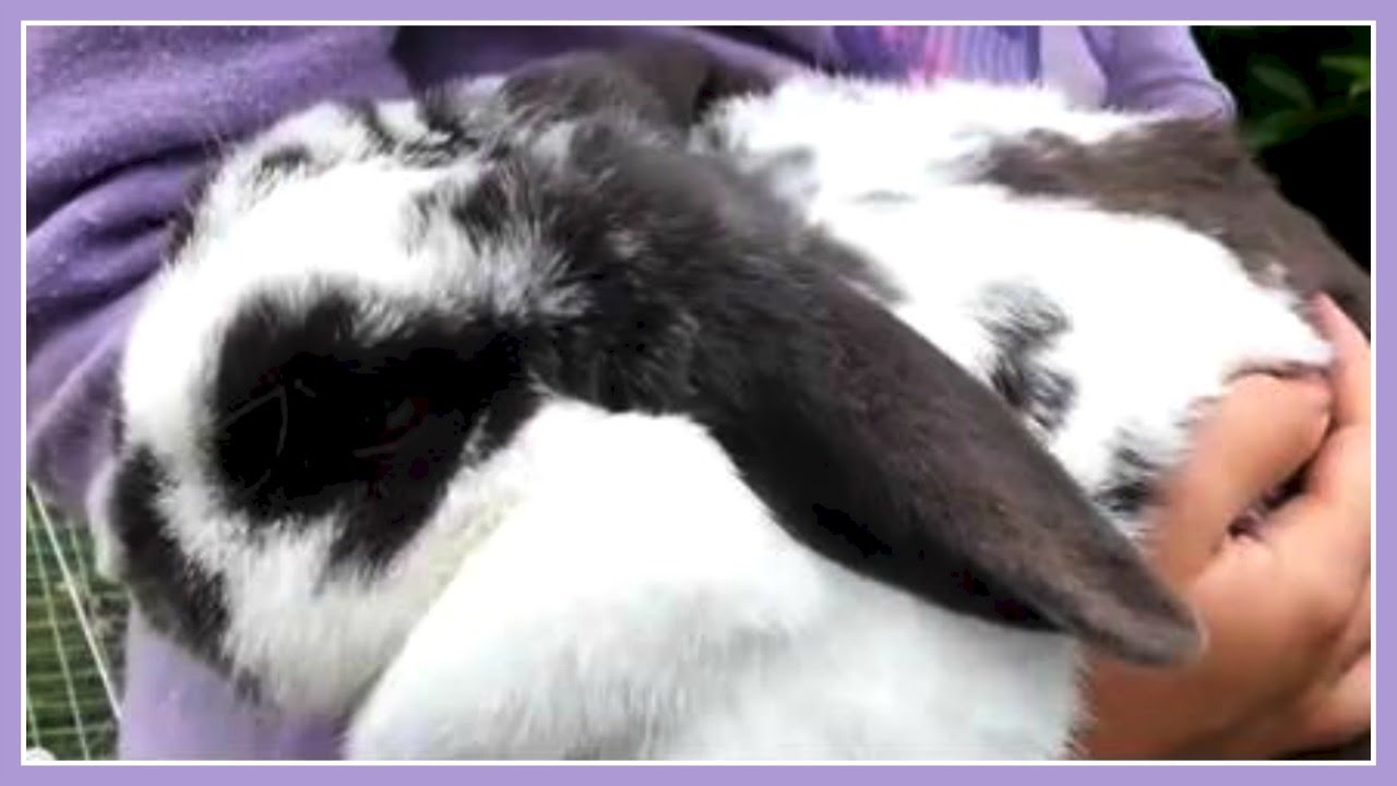 Kids Pets Lop Eared Bunny Rabbit Nest Preparation (Part 1) Kid Vid made 4 kids by kids