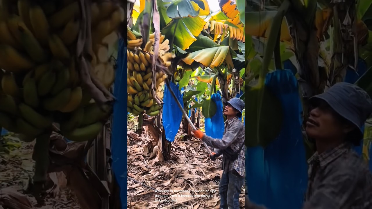 Skilled worker harvesting bananas with a pole