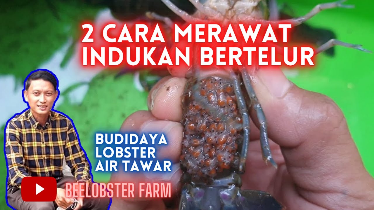 CARA MERAWAT INDUKAN BERTELUR LOBSTER AIR TAWAR