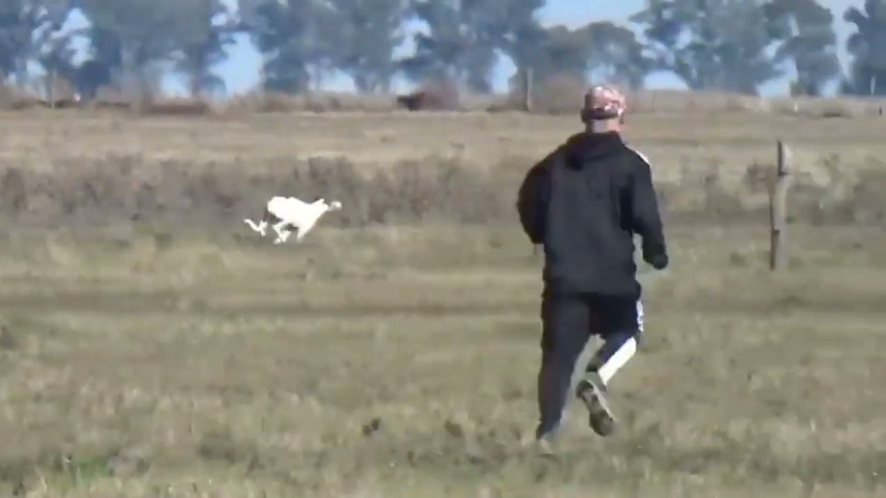 la paloma del tavi de mar del plata corriendo la semifinal del nacional 2024 de martin alvarez
