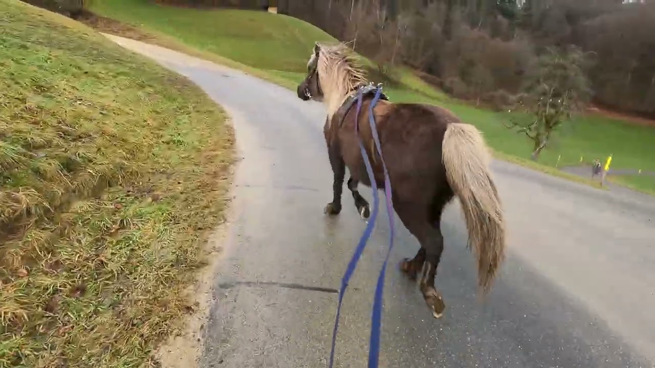 Running with ponys - Short video #188