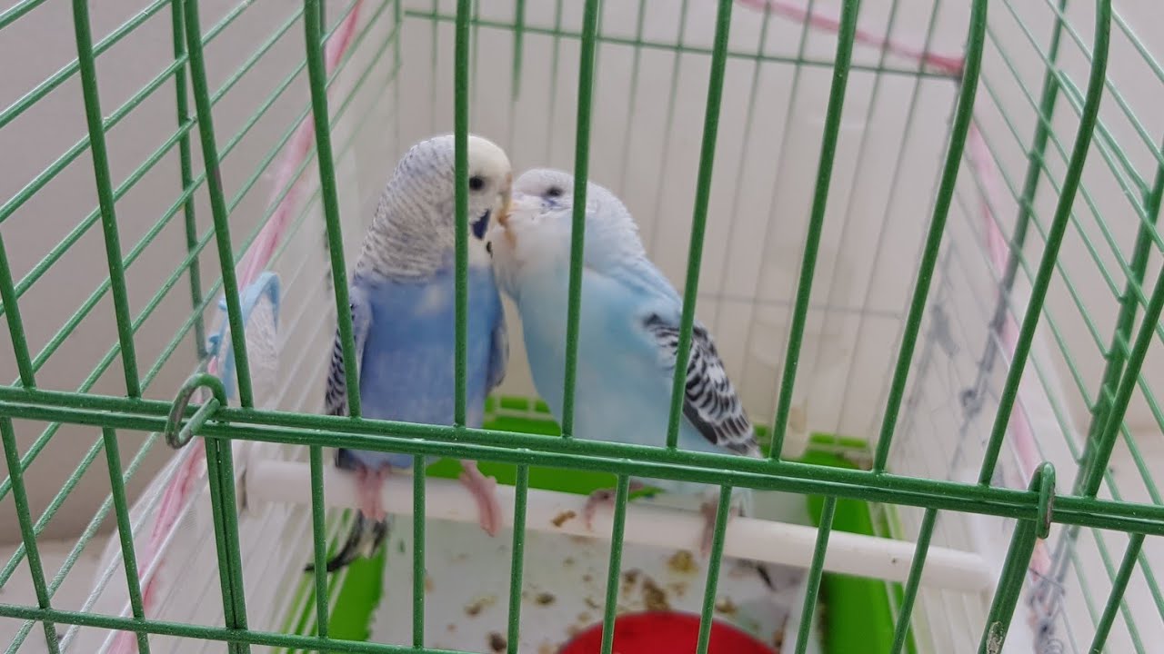 Muhabbet kuşunu annesinden ayırdık ve tepkisı😊😊