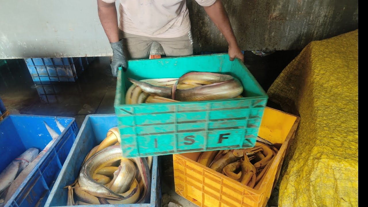 आज भरपूर प्रमाणात मच्छी आणलेली आहे #trendingshorts #viralvideo #seafood 