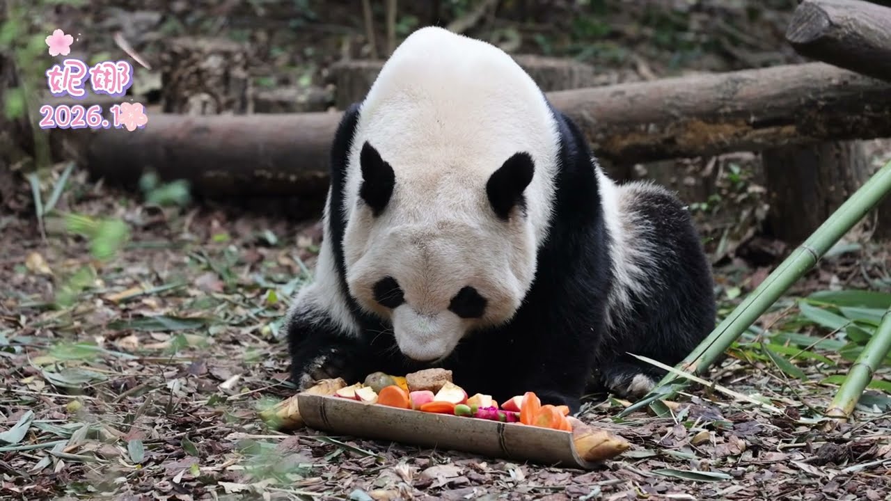 #cute #pandanina #大熊猫妮娜 元旦节奶爸奶妈用心地为娜娜准备了果盘，猕猴桃和火龙果娜娜都是第一次见到，勇敢地尝试了，愿我们小仙女未来的生活都如这果盘一般甘甜。