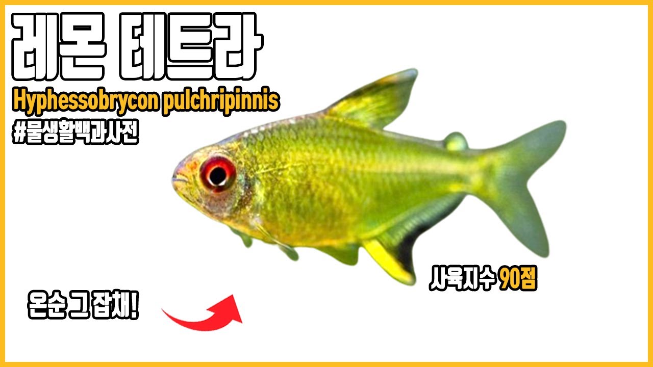 레몬 테트라, 잘 키워도 노란색으로 변하지 않는 이유.... [#물생활백과사전 ]