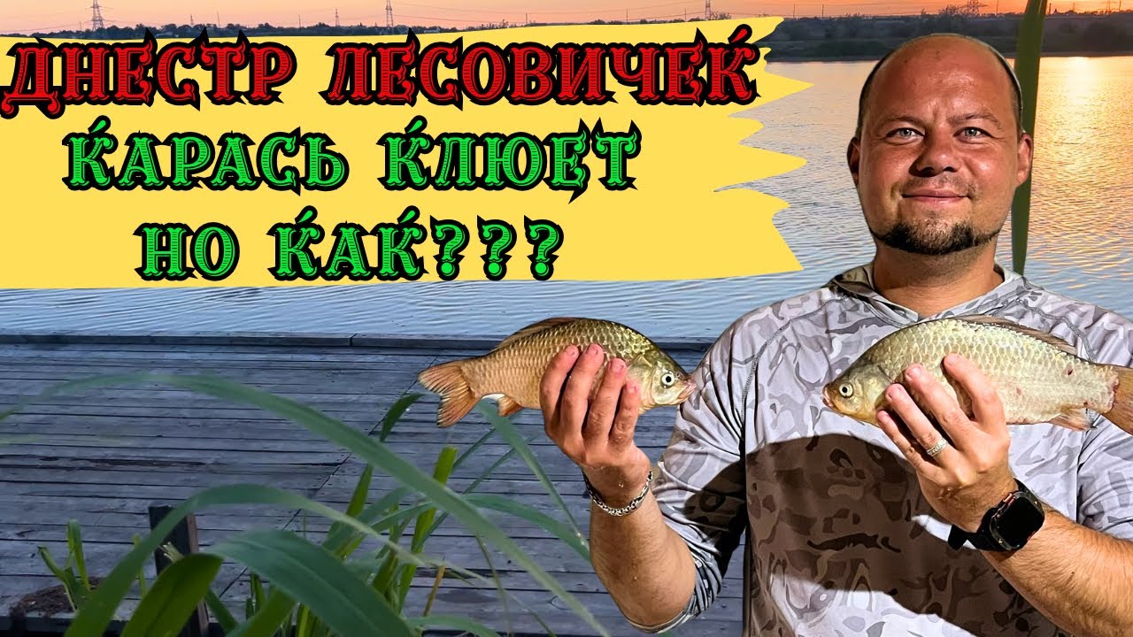 Днестр Лесовичек. Карась клюет но как?#fishing #рыбалка #днестр 