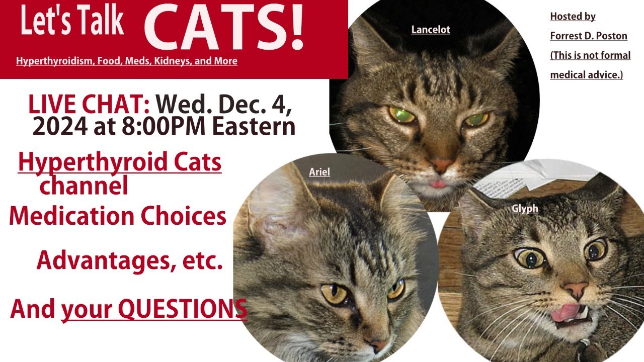 Let's Talk Cats:  Hyperthyroid Medication Options Plus Your Questions