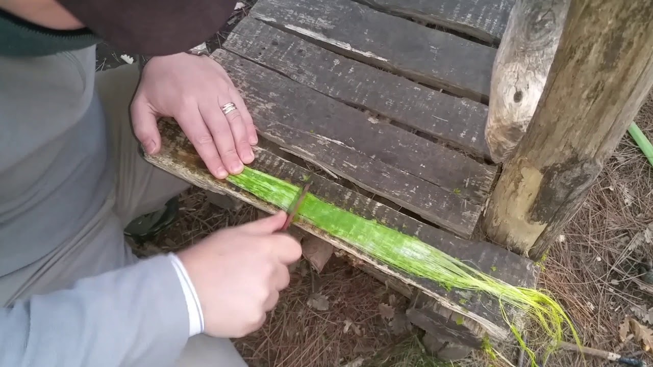 3 esche naturali inusuali. 2° Parte